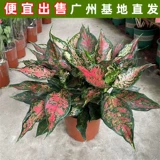 Большой Руйи в горшке, королева диффенбахия, цветок, офисное зеленое растение, очищающее воздух, настольное растение для гостиной