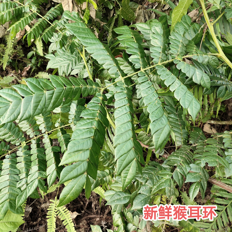 Fresh Monkey Ear Leaves, Freshly Picked from the Tree, Chicken Heart Tree, Hair Washing Tree, Guangdong Money Tree Leaves, Free Shipping