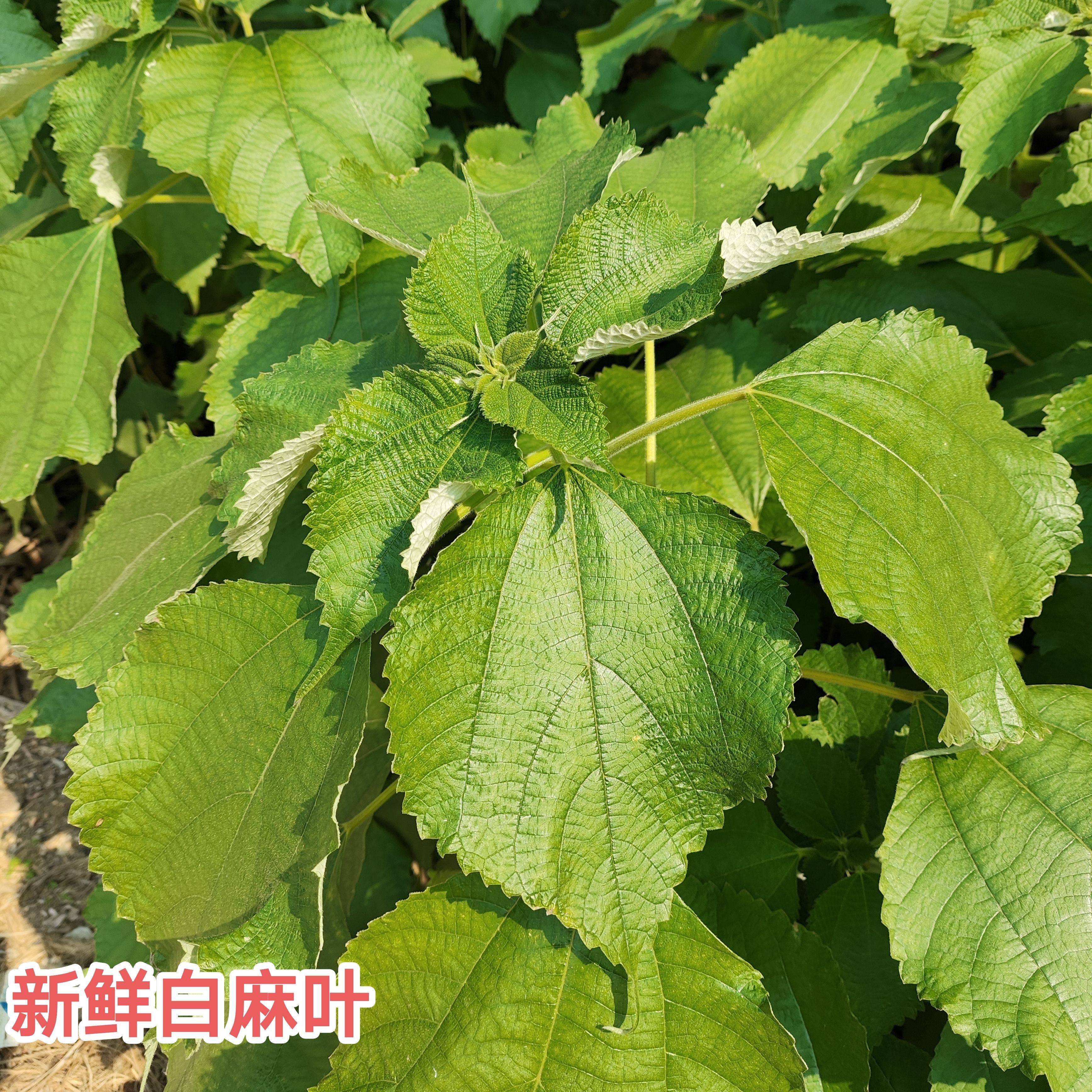 新鲜白麻叶 苎麻叶 白苎麻 野苎麻 广东家麻枝叶苎叶现采500g包邮