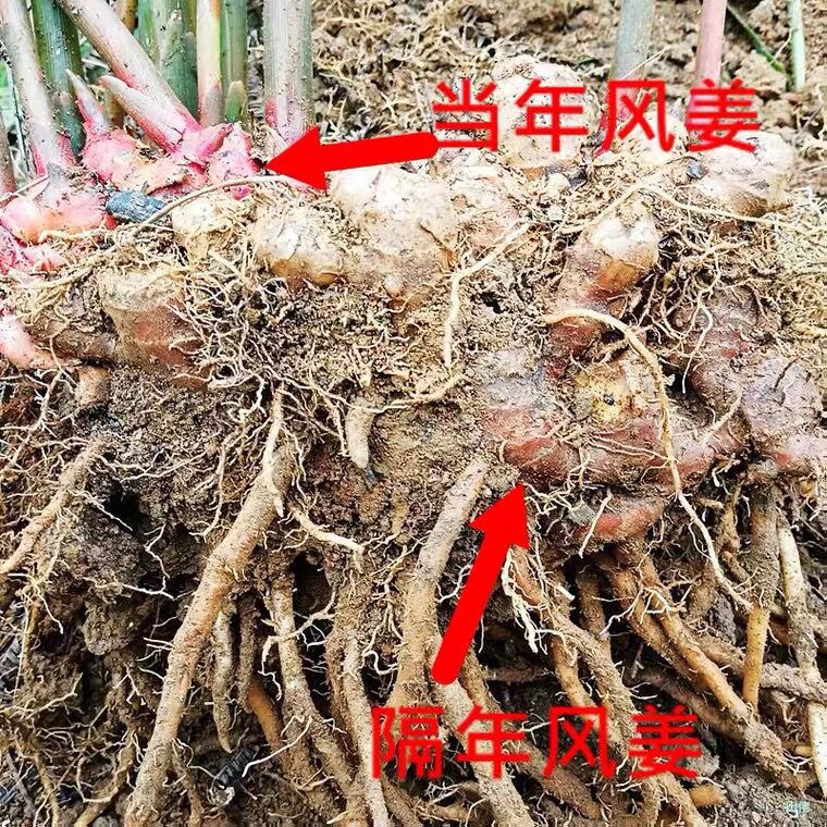 风姜二年以上老姜新鲜现挖阳春双滘镇正宗月姜月婆姜高良姜煲靓汤