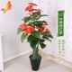 Hoa giả mô phỏng đối tượng màu xanh lá cây trong nhà sàn hoa lớn chậu cây nhựa trang trí hoa trang trí phòng khách cây giả - Hoa nhân tạo / Cây / Trái cây