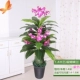 Mô phỏng hoa phong lan nhựa phòng khách trong nhà sàn lụa hoa trang trí cây Phalaenopsis chậu văn phòng hoa giả - Hoa nhân tạo / Cây / Trái cây