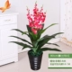 Mô phỏng hoa phong lan nhựa phòng khách trong nhà sàn lụa hoa trang trí cây Phalaenopsis chậu văn phòng hoa giả - Hoa nhân tạo / Cây / Trái cây