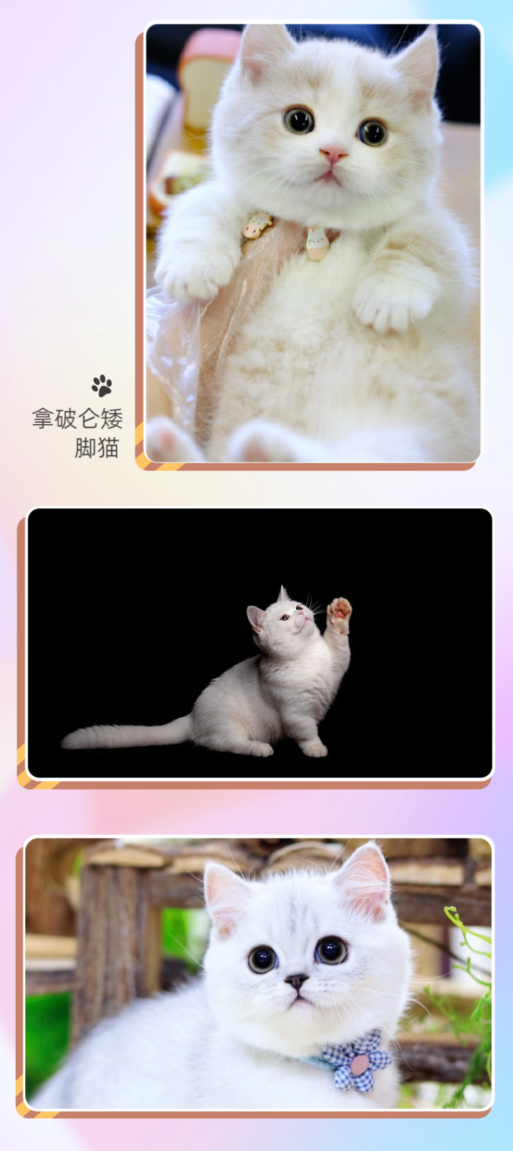 宠物猫咪售卖详情页-7.png