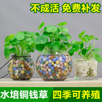 Copper Money Grass Hydroponic Plant Indoor Potted Flower Package Office Green Plant Potted Plant Radiation Purifying air