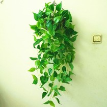  Wall-mounted living room TV background wall plant potted simulation green plant home hanging dormitory small dining room fake flower