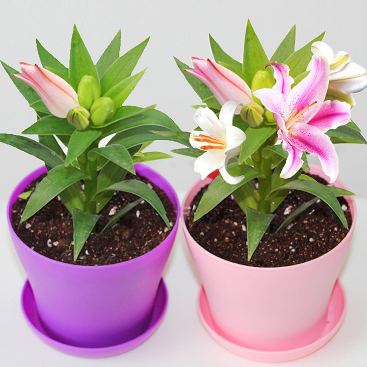 百合花苗香水百合种球套装绿植花卉盆栽室阳台观花植物