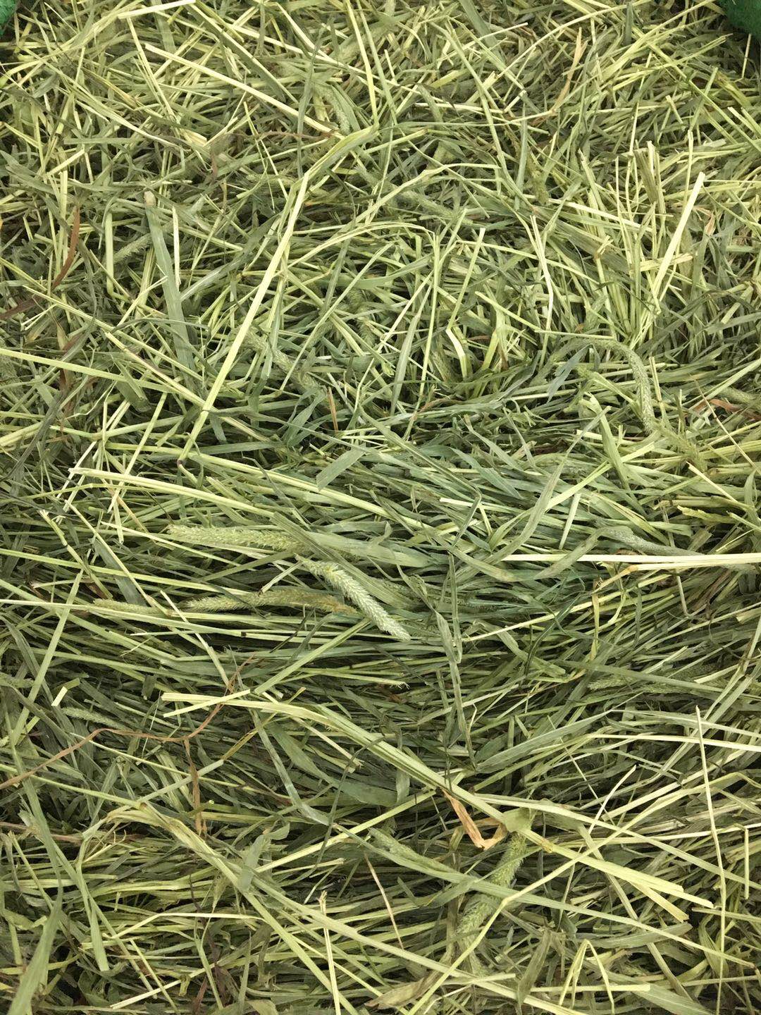 The Pamby 18 Aunt 21 Aunt 21 Youths Moses Grass Tooth Rabbit Dragon Cat Dutch Pig Earth Dial Rat Hay 500 gr