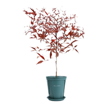 Flame South Tianzhu Miao Courtyard Flower plant Green Miao wood red sky Bamboo view Ye potted plants resistant to cold all seasons Good