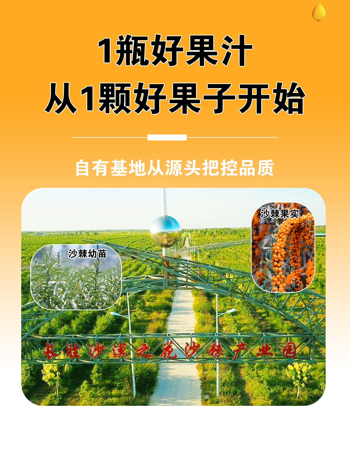 安享好物 安享C级混合果蔬汁-沙漠之花经典沙棘汁 国标 