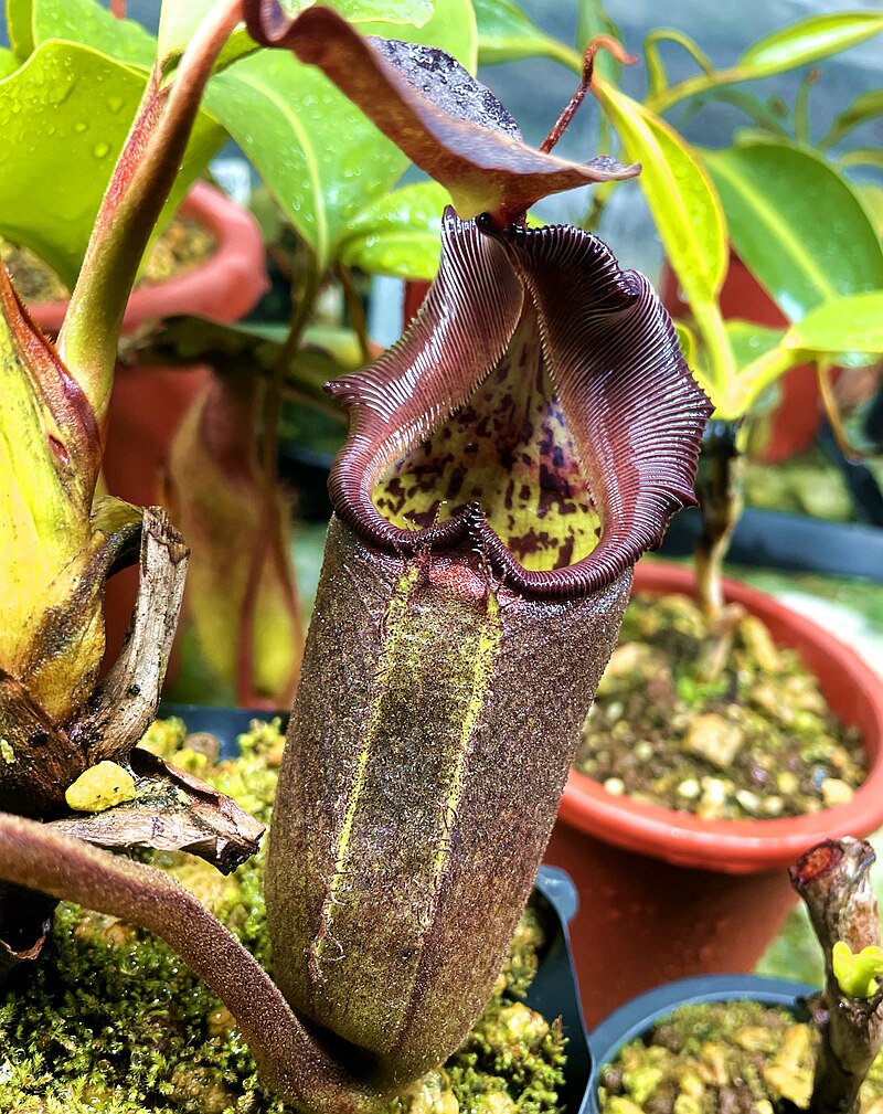 товар из китая 海盗苹果（烈焰红唇）x云雾猪笼草种子苗食虫植物低地杂交tp5214