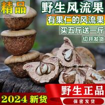 Wind Streaming Fruit Wild Guangxi 500g Special Class Boutique Turtle Head Thick Squamous male Nourishing Bubble Wine 2024