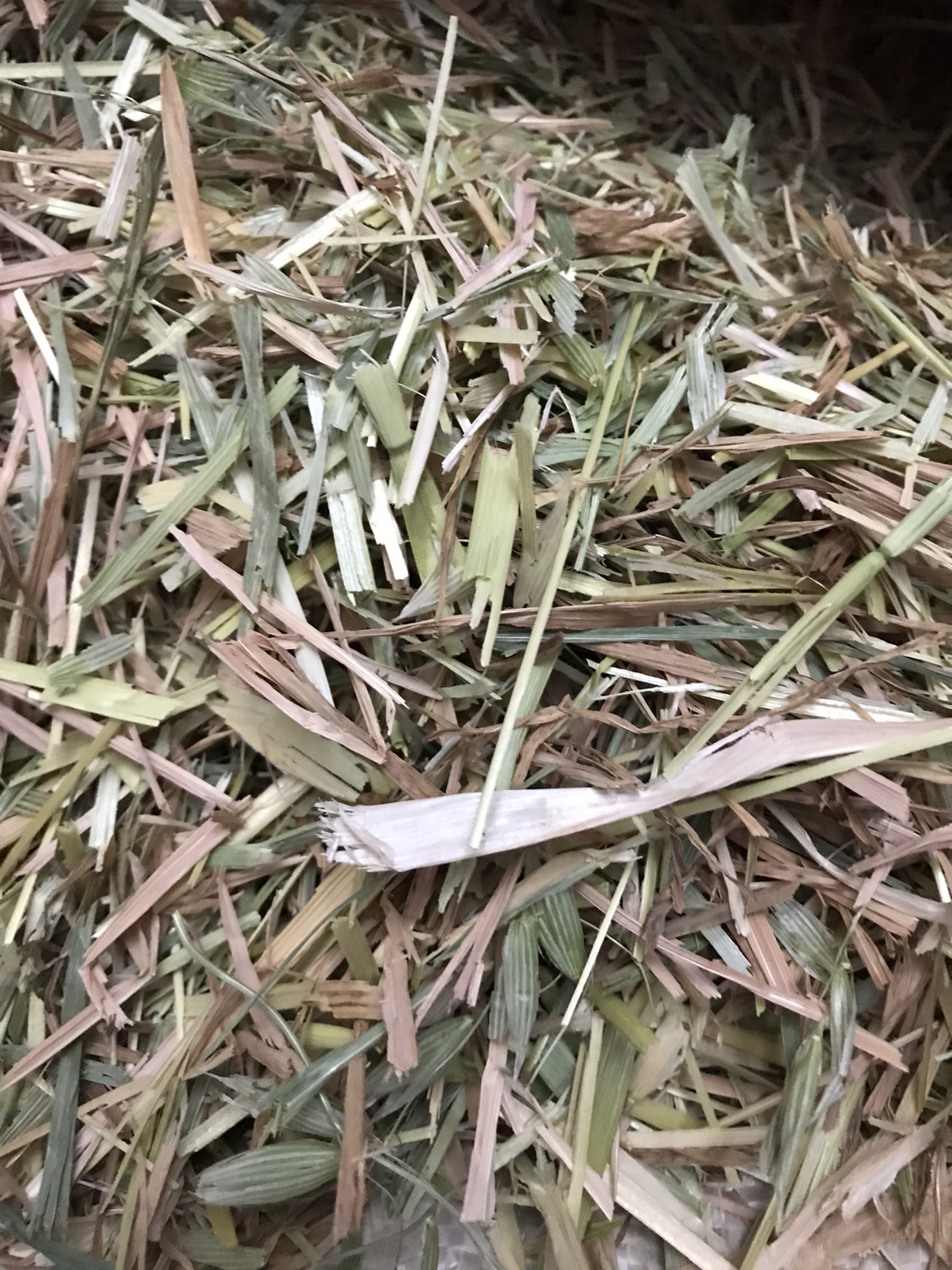 Australia imported a press green oats Ao mai green Ao wheat grass section short oat rabbit totoro guinea pig grass 5 pounds