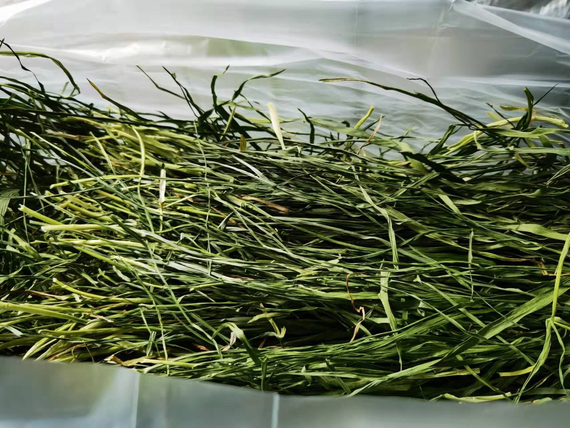 21 years of winter fine wheat seedlings young green leaves multi-pasture grass rabbit totoro Dutch pig forage hay hay hair weight 1kg