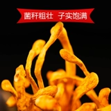 林岛 North Cordyceps Gold Cordyceps cordyceps цветочные cordyceps cordy cordycene сухой товары 500 грамм бесплатной доставки