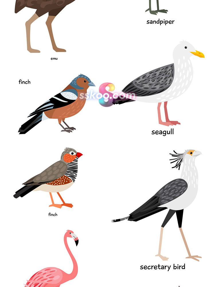小鸟类鹦鹉孔雀鸽子老鹰喜鹊天鹅手绘动物插图插画AI矢量设计素材插图7