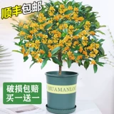 Four Seasons Osmanthus Tree Searglings Jugnafted Protted Plant