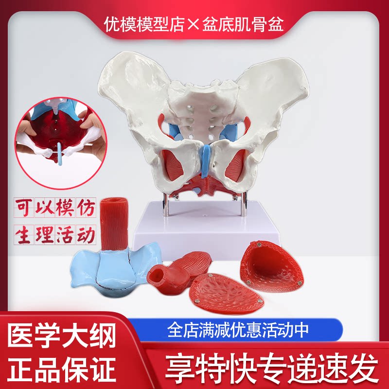 可活动 女性骨盆肌肉模型及盆底肌模型子宫盆骨分娩助产教学模型