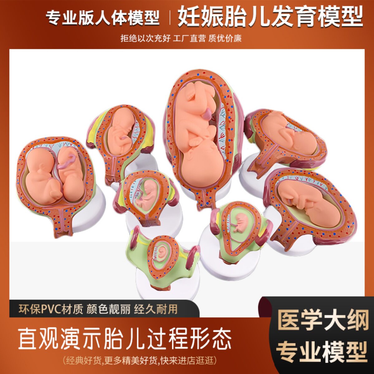 妊娠发育过程模型 胚胎计划生育模型 计生展示模型 胎儿模型 子宫