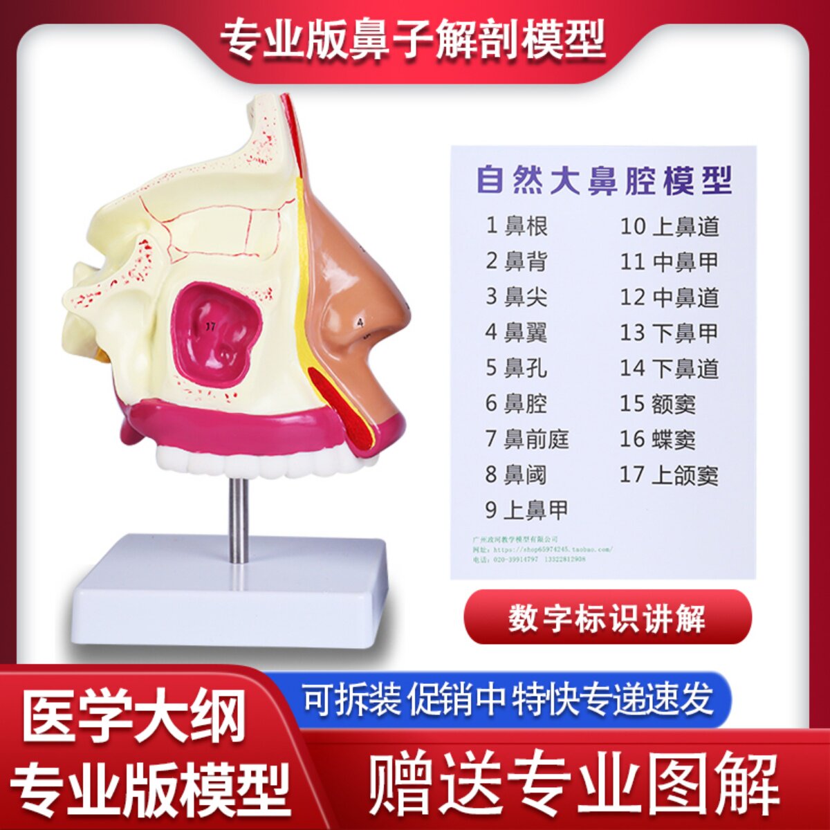 人体鼻子放大器官解剖模型鼻喉鼻腔结构造病理模型耳鼻喉科医用