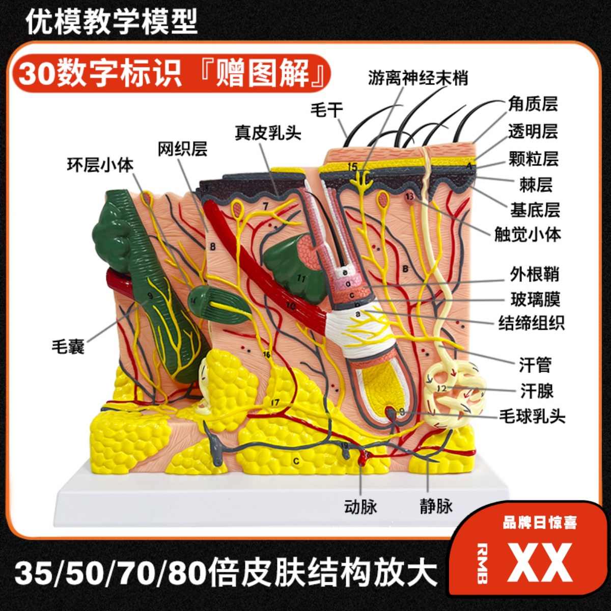 皮膚構造模型 美容 教材 毛穴 毛根 解剖模型 人体学習用 皮膚構造模型 美容 教材 毛穴 毛根 解剖模型 人体学習用