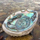 Творческая домашняя раковина, мексиканский голубой голубой ракушка жареные шалфуд -контейнер, украшение на рекрутинге офисного набора