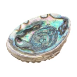 Творческая домашняя раковина, мексиканский голубой голубой ракушка жареные шалфуд -контейнер, украшение на рекрутинге офисного набора