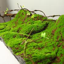 Shop Windows Book House Turf Emulation Moss Green Plant decoration Landscaping Bonsai Paving interior Exterior Micro Landscape Lawn scene