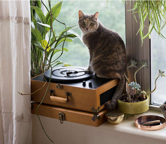 đầu đĩa than linn	 Máy ghi âm vinyl Crosley Crossley của Mỹ CR8005 máy ghi âm retro tùy chỉnh máy ghi âm LP 	đầu đĩa than micro seiki
