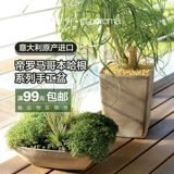 Qingye Deroma Император римский итальянский импорт старший старший ручной работы с высоким керамическим гончарным гончарным гончарным изделиями зеленое растение
