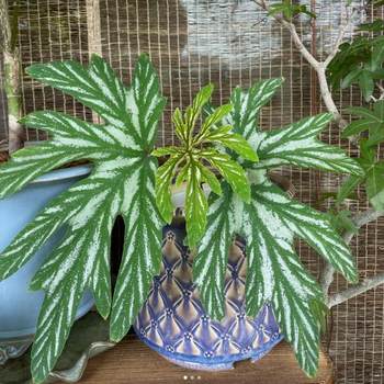 Original aconitum begonia bamboo side balcony outdoor indoor living room desktop green plant potted plants leaf appreciation flower plants