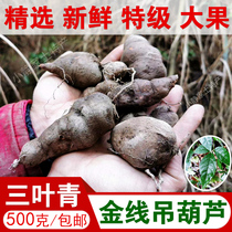 The herb of the clover fresh clover gold line hanging hoist in the heat - clearing fires of 500 grams of Shunfeng