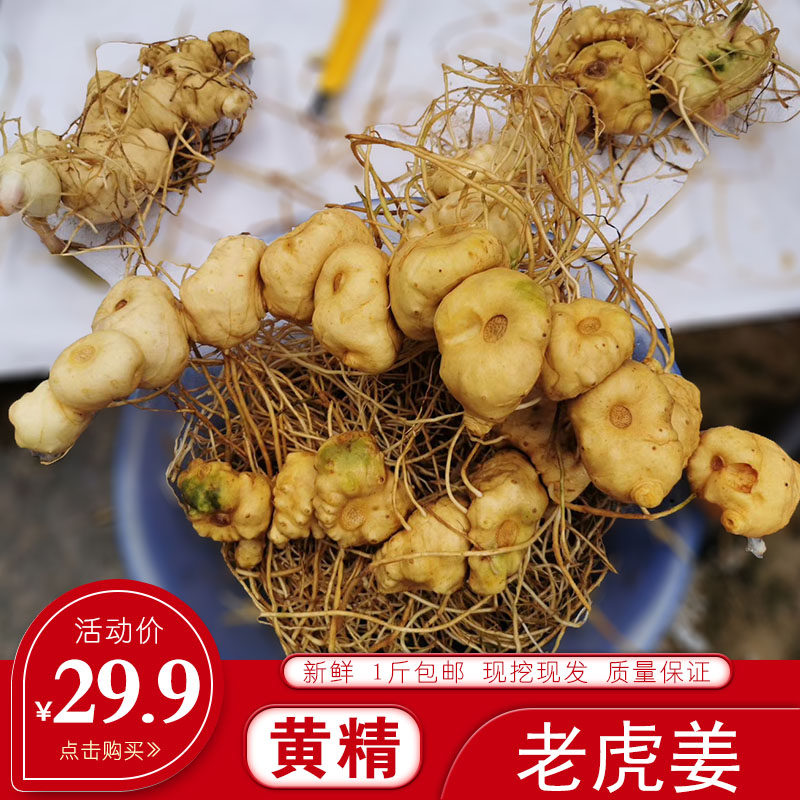 Huang Feng Tiger 500 grams of Yunnan Yang Feng Chin Yellow Fengyuan Soup and Making Porridge Wine