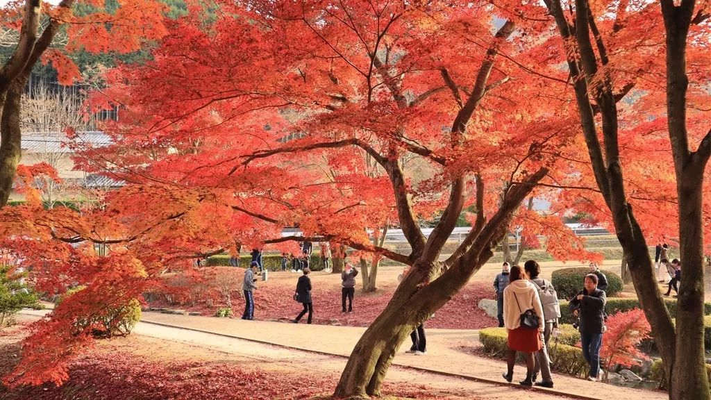 速看!2019日本最佳赏枫好去处推荐93
