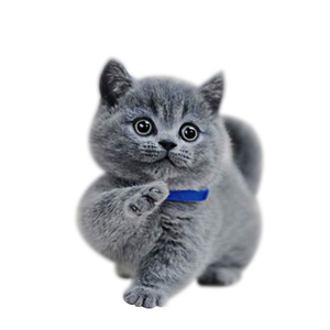 猫咪活物蓝猫幼猫金银渐层英国短毛猫矮脚小短腿活体布偶宠物蓝白
