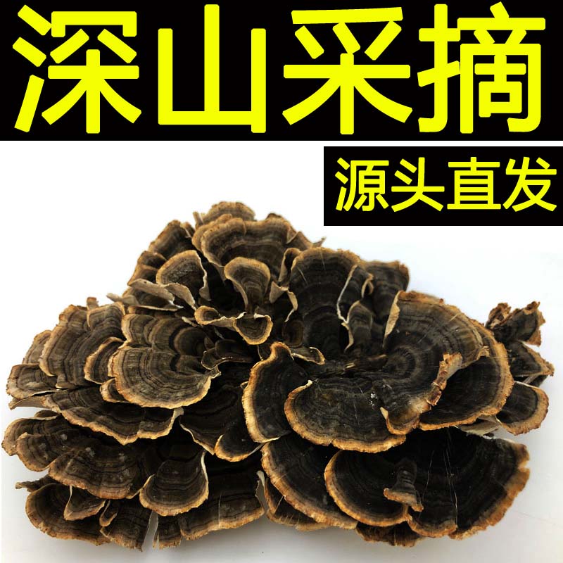 (Tmall Baozheng) mountain nourishing wild Yellow Yunzhi Changbai Mountain Deep Mountain Huang Yunzhi Variegated Yunzhi dried products
