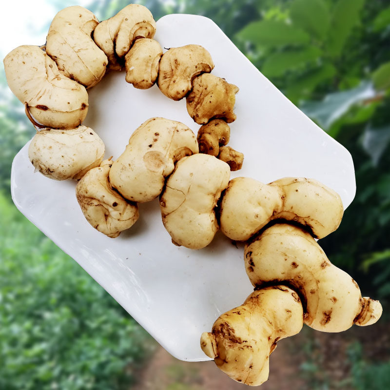 Deep Mountain Fresh Sealwort 2 catties Zhengzong Authentic Red Flowers Tiger Ginger Chinese Herbal Medicine can be saucepan with soup