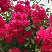 爬藤植物三色木香花苗