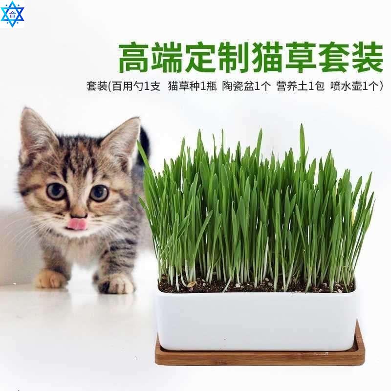 Pottery flower pots natural barley seeds cat grass cat-Taoba