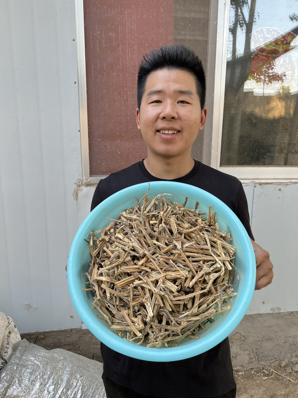 【Pumpkin Stems】Dried Pumpkin Stems, Pumpkin Vines, Pumpkin Poles, Dried Pumpkin Vines