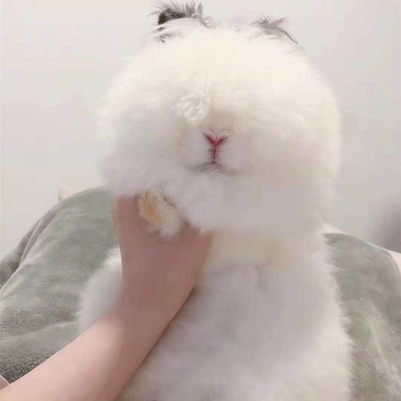 Net Red Rabbit Live Cat Cat Rabbit Pet Rabbit Lid Face Cat rabbit Dodge Rabbit Dutch Coeared Rabbit live