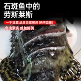 Grouper Fresh Frozen Wild Super Loge-Sea Sae Fish, укрытый тигр, джентцы, род, окурь, морепродукты с тигром, морепродукты, водные продукты