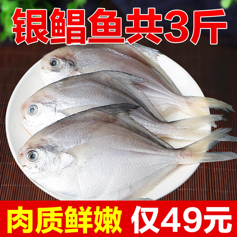 小银鲳鱼新鲜海鲜鲜活水产深海金鲳鱼昌鱼冷冻白鲳鱼平鱼鳊鱼包邮 鲳鱼 鱼类 热销海鲜 荆门市仙居红食品股份有限公司