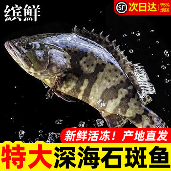 Extra large deep sea grouper fresh and quick frozen