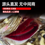 Grouper Fresh Frozen Wild Super Loge-Sea Sae Fish, укрытый тигр, джентцы, род, окурь, морепродукты с тигром, морепродукты, водные продукты