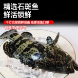 Grouper Fresh Frozen Wild Super Loge-Sea Sae Fish, укрытый тигр, джентцы, род, окурь, морепродукты с тигром, морепродукты, водные продукты