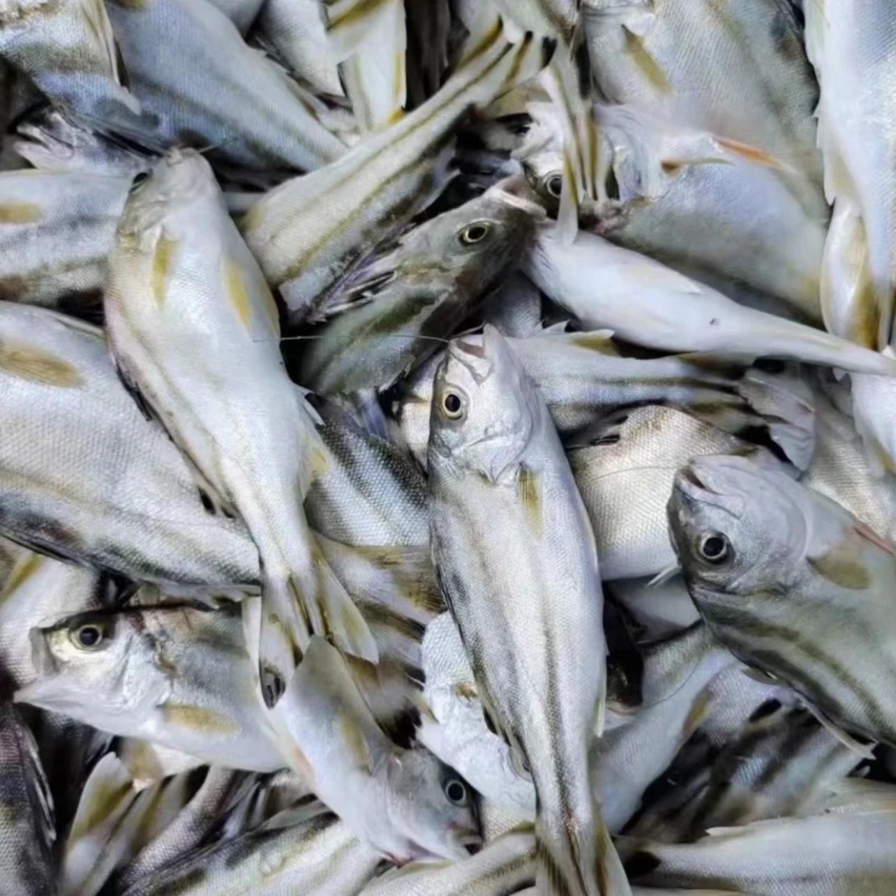 三线鱼/班猪鱼如何选择?新鲜度和物流保障如何?-斑鱼-淘宝百科网