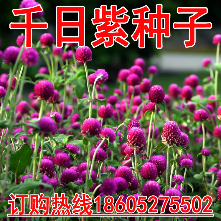 すべての花の画像 エレガント百日紅種子 すべての花の画像 エレガント百日紅種子