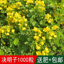 Embankment slope protection shrub plant medicinal material seed cassia seed cassia horseshoe cassia blunt leaf cassia fake mung bean cassia