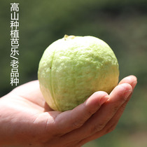 Alpine planting Pearl White sweet guava guava old Myrtle taste super soft Two eat 5kg rhyme